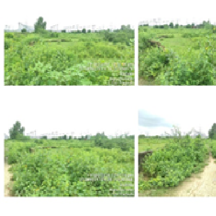 MONIKA FINE ART-22052503